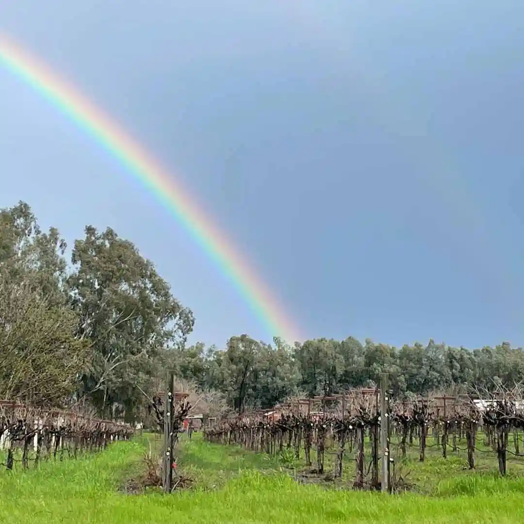 Accardi Vineyards in California