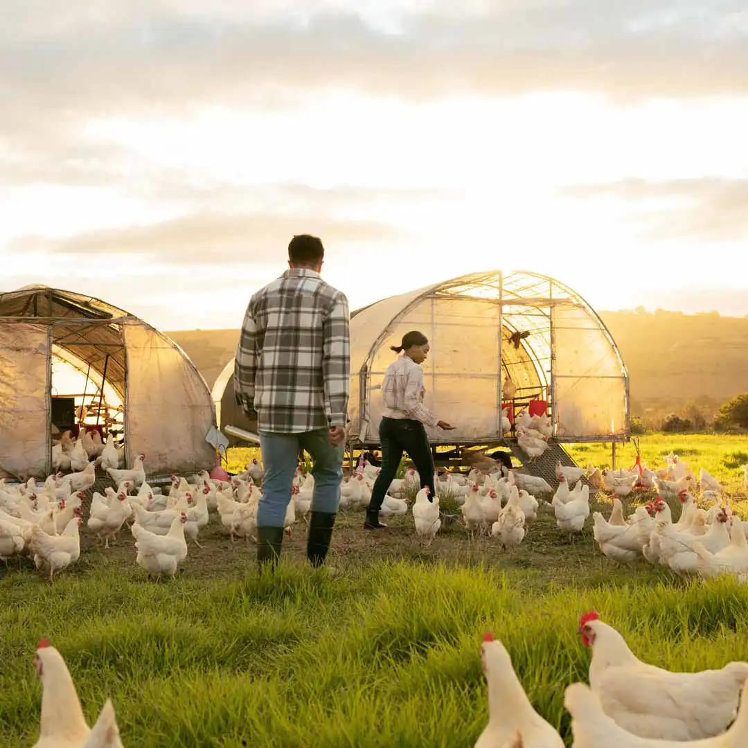 A couple with a lot of chickens