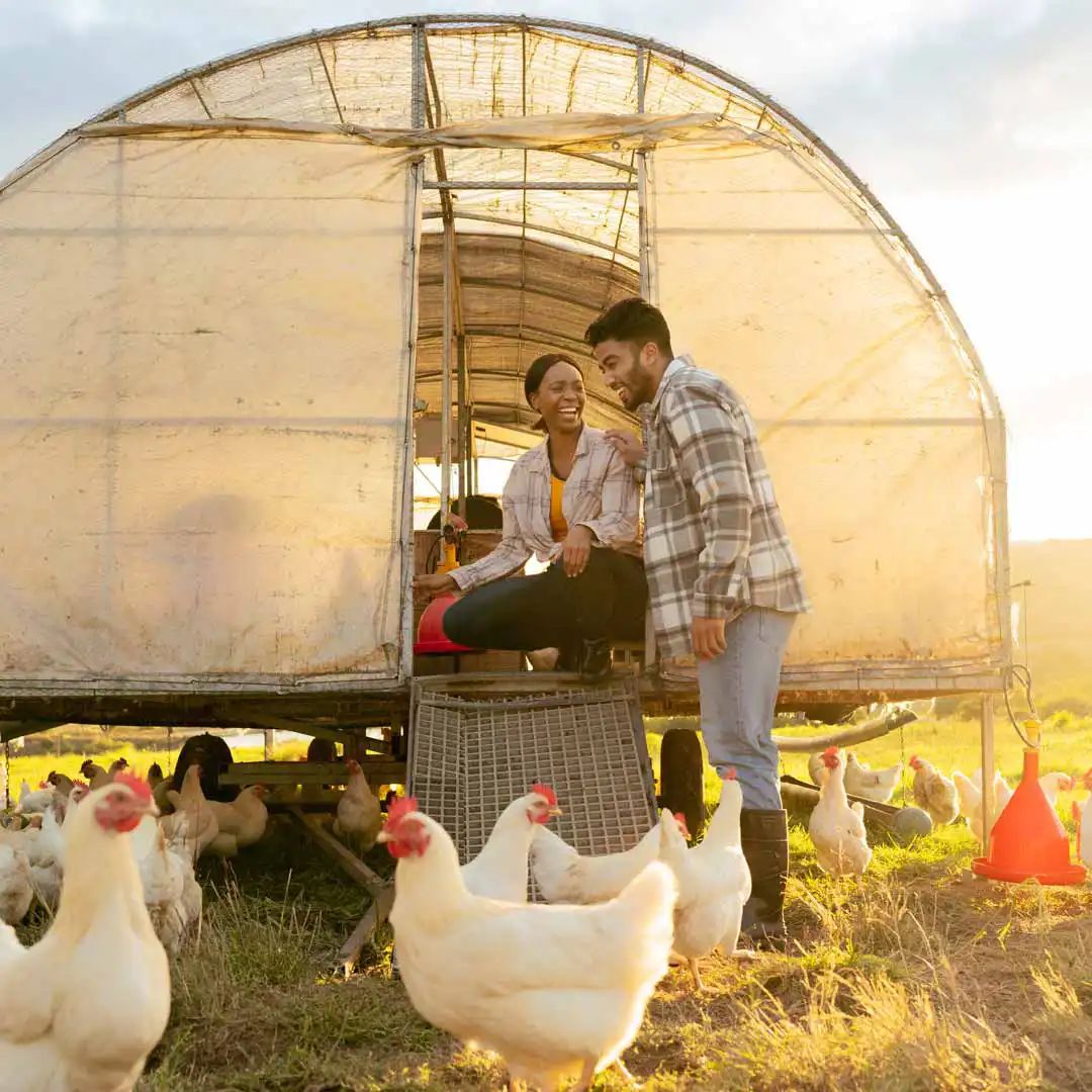 A couple feeding chickens
