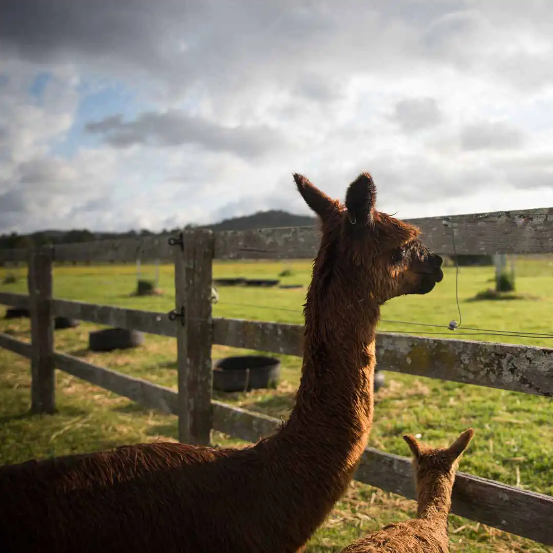 Llama and a baby llama