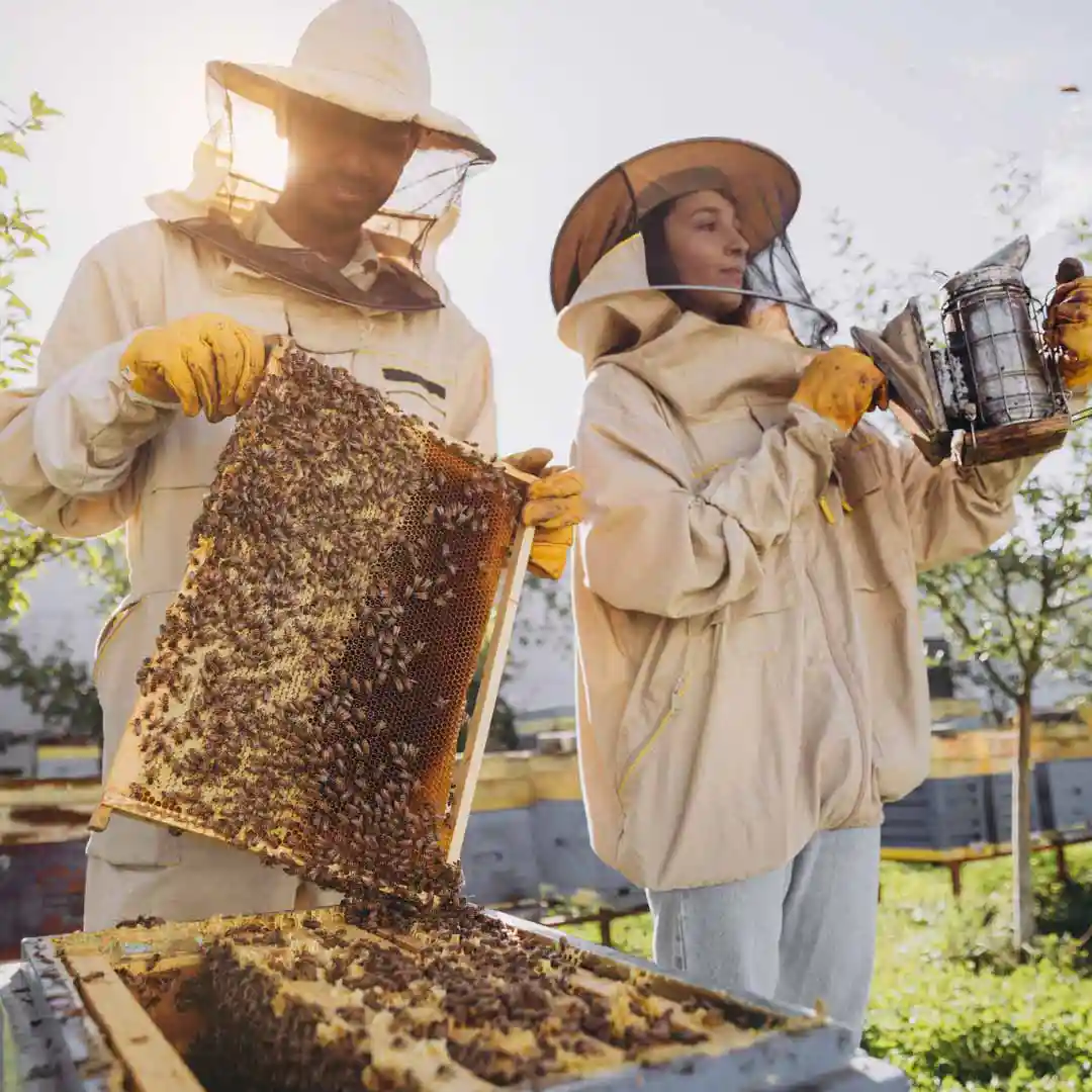 A couple doing bee keeping